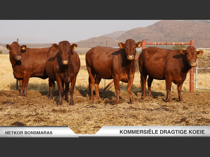 Commercial Animals | Netkor Boerdery -
 Naboomspruit