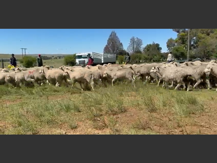 DORMER/DOHNE STOORLAMMERS
(Rooi boud)