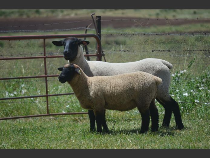 301 240320 | TWEESEUNS