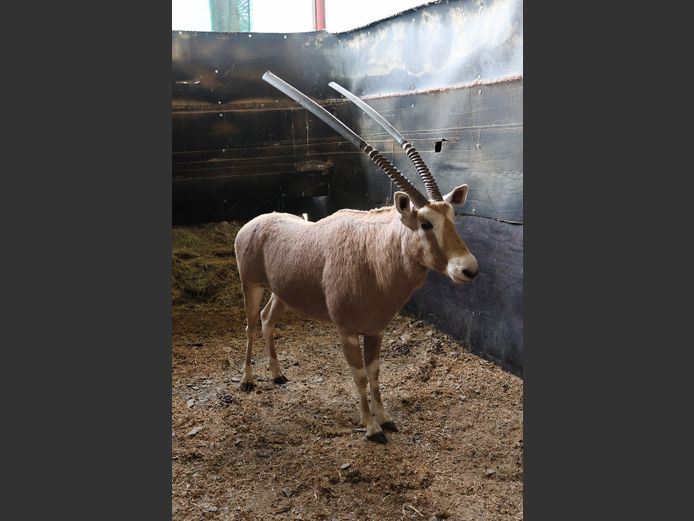GOUE GEMSBOK | AJ WIID TRUST