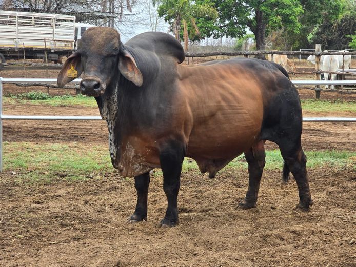 R10W18150 | R10 BRAHMANS