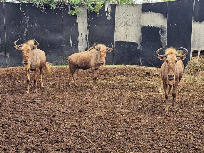 GOLDEN GNU | CHAZAKAMATS