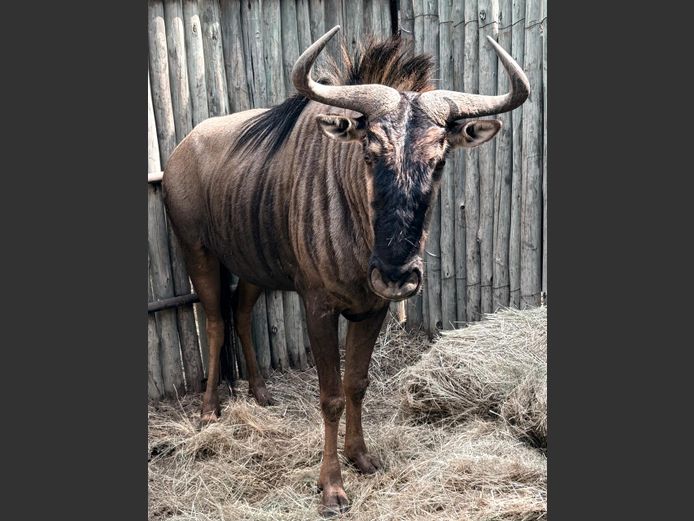Blouwildebees Bul