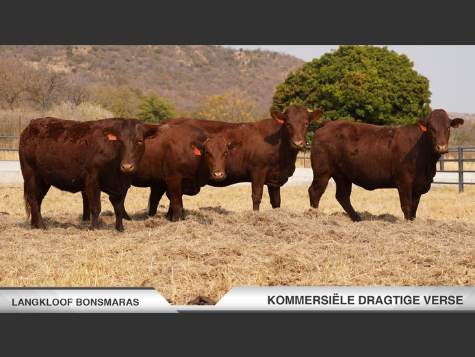 Commercial Animals | Langkloof Bonsmaras - Alma