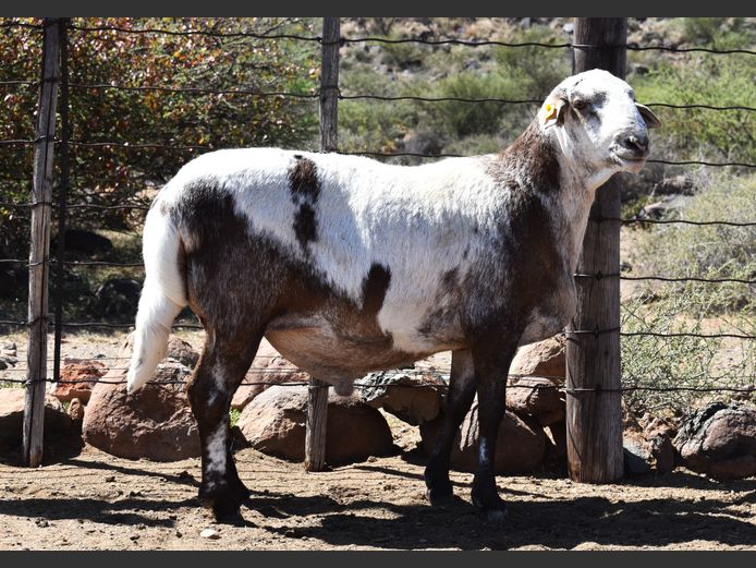 RSL GR 167 | ELANDSNEK BOERDERY