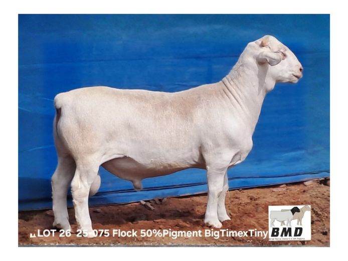 25-075 | BROER MARITZ DORPERS