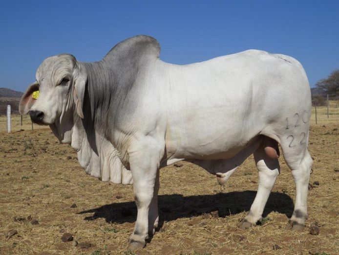 22-0120ERP | HARROBI BRAHMAN