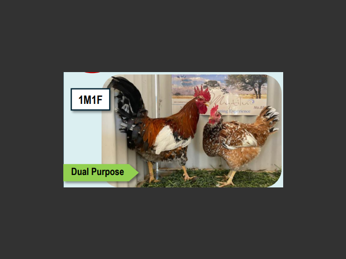 BOSVELDER | ANNUAL MYTILUS AND ELOFF