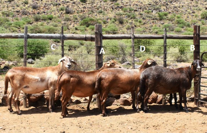 Lot 58C | KALAHARI KAROO MEATMASTER 36STE PRODUKSIEVEILING | SwiftVEE ...