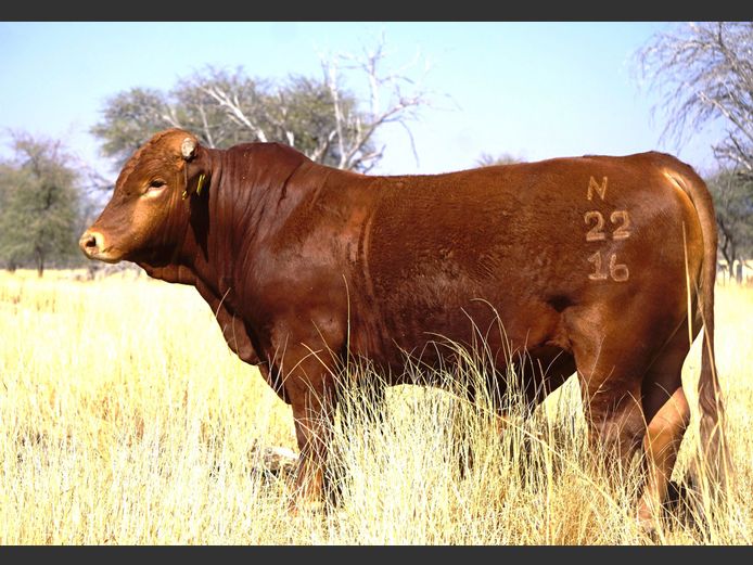 22-0016N | OAS BEEFMASTER