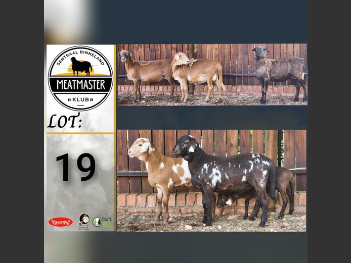 Ooie | Ja-Nee Boerdery