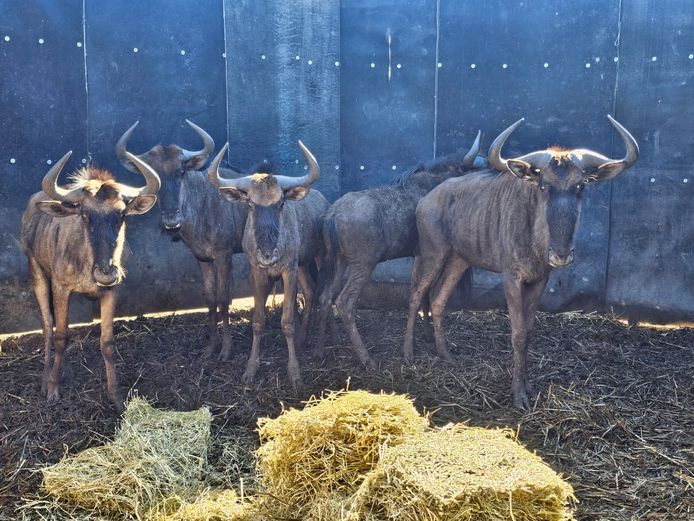 BLUE WILDEBEEST | SAVANNAH