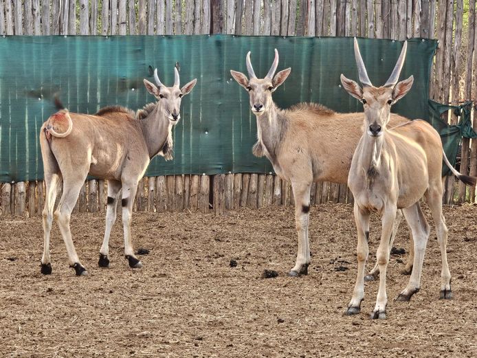 ELANDE | MAS TRADING