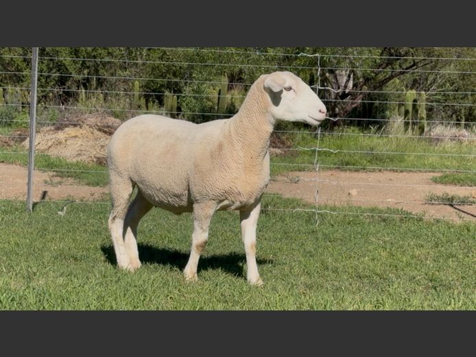 DH 240122 | HEYMAN DORMERS