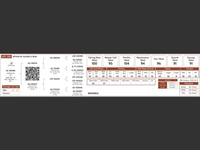 AG18-380 #NV