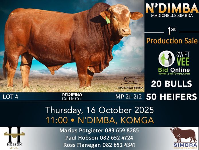 N'DIMBA MARICHELLE SIMBRA 1ST PRODUCTION SALE