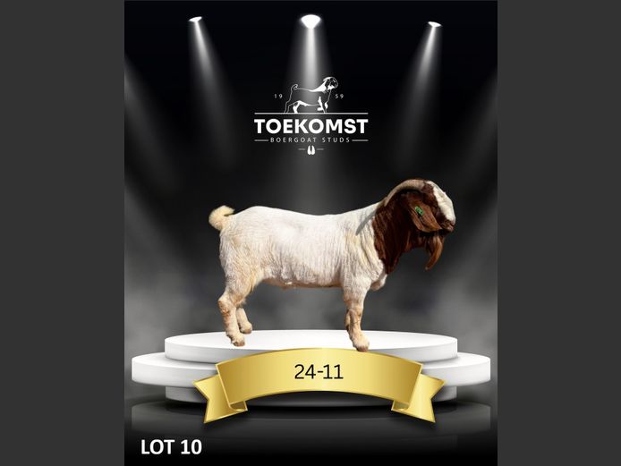 175240011 | TOEKOMST BOERGOAT STUDS