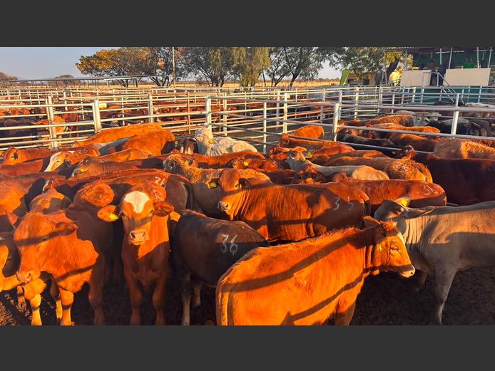 AGRA GROOTFONTEIN WEANER AUCTION