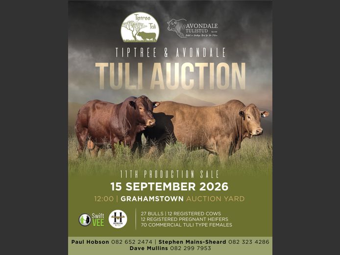 TIP TREE & AVONDALE TULI 11TH PRODUCTION SALE