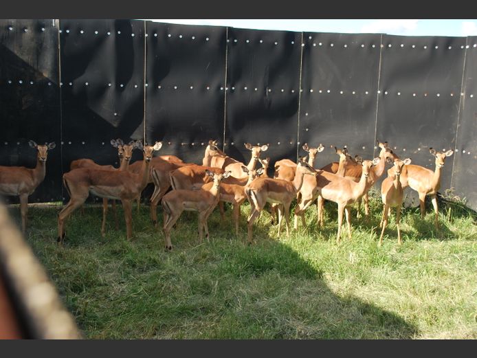 IMPALA | Christo Kruger Bdy