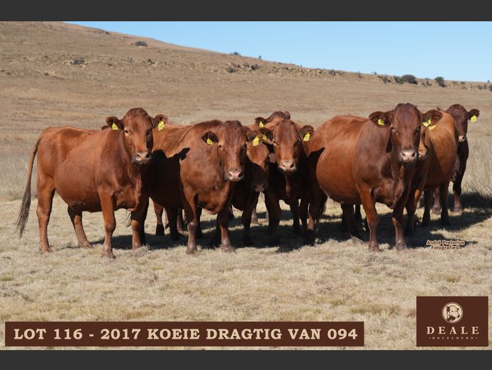Dragtige koeie