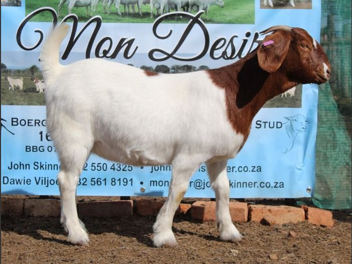 Ewes | Mon Desir Boergoats