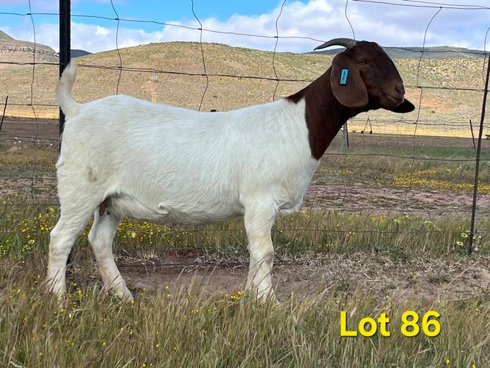 25-002 | Biedouw Boerbokstoet