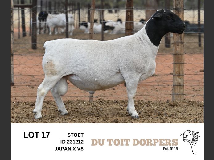 231212 | DU TOIT DORPERS