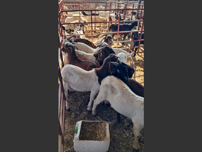 BOERBOK | NAZARDI BOERDERY