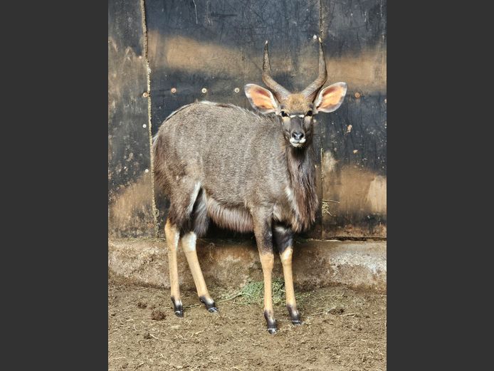 NYALA | EB WILDLIFE