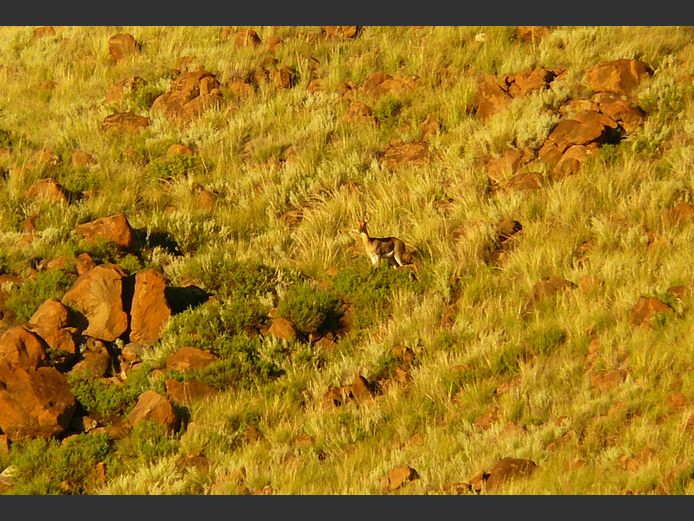 Rooiribbok (Mountain Reedbuck) | John Kolver Safaris