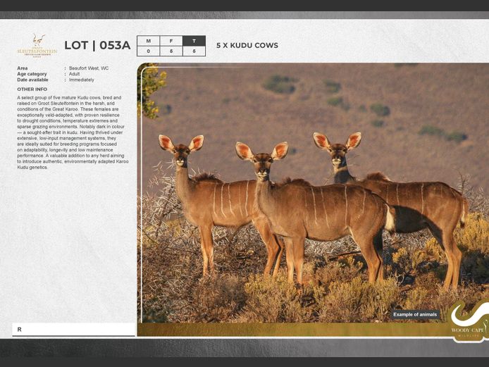 Kudu | Groot Sleutelfontein (Pty) Ltd.