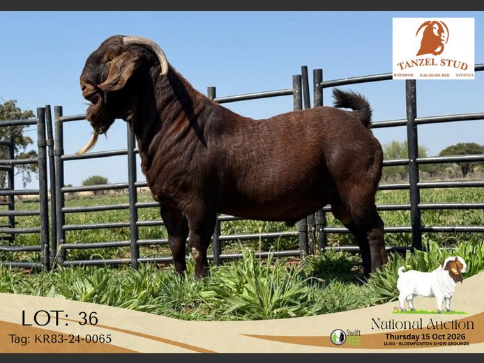 KR83-24-0065 | Tanzel Stoet