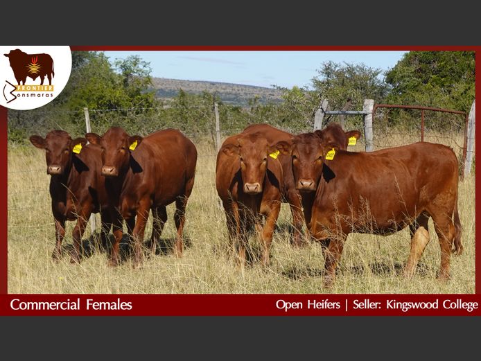 Commercial Animals | Kingswood College