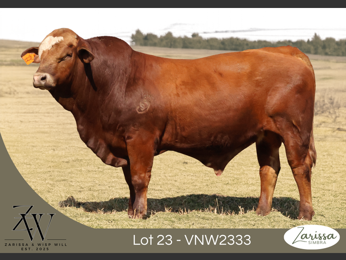 VNW2333C | ZARISSA
