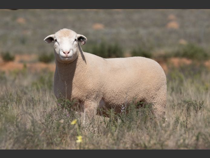 DZ250408 | 2 STEYNS BOERDERY