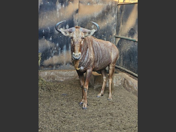 GOLDEN GNU | LUIPERDSKLOOF