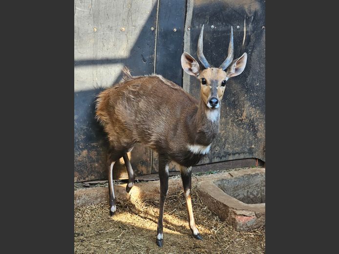 BUSHBUCK | BUFFELSPOORT