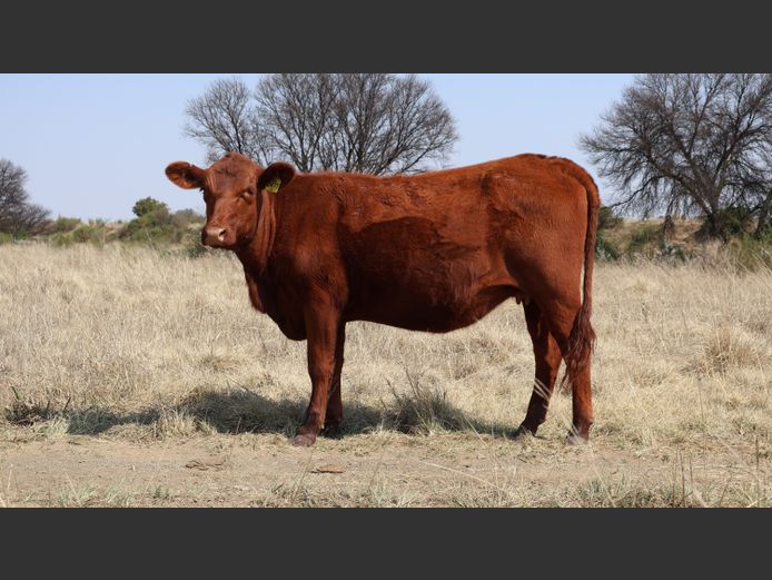 GBB2477 | GOEDGENOEG BOERDERY PTY LTD