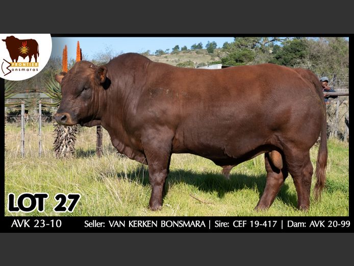 AVK 230010 | VAN KERKEN BONSMARA