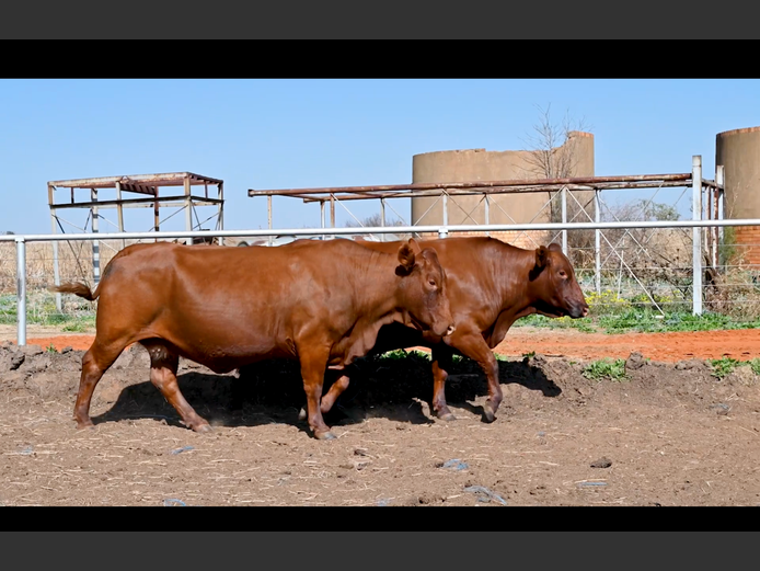 Commercial Animals | PE ROUX
