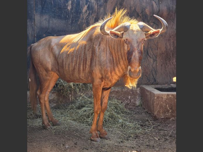 GOUE WILDEBEES | LEWIS FAMILY TRUST
