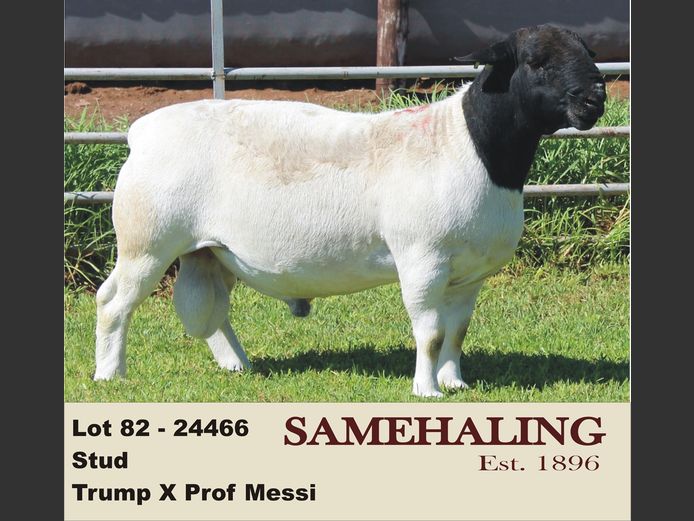 24466-330 | SAMEHALING DORPERS