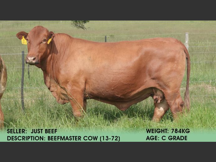 Cow (Tag 13-72) | Just Beef