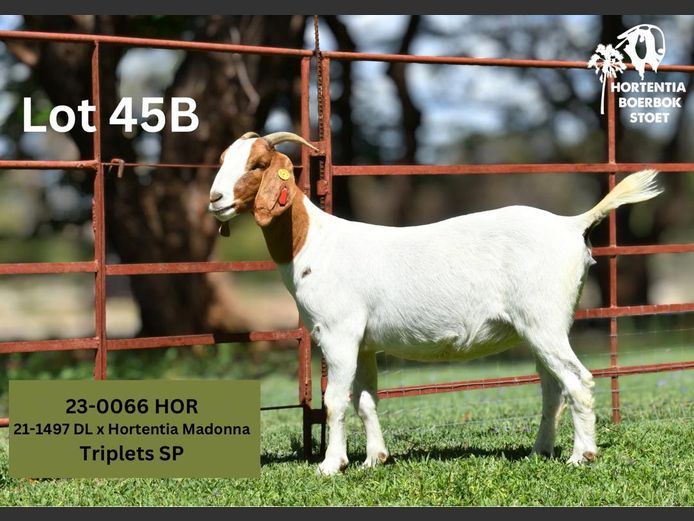 23-0066HOR | HORTENTIA BOERBOK STOET