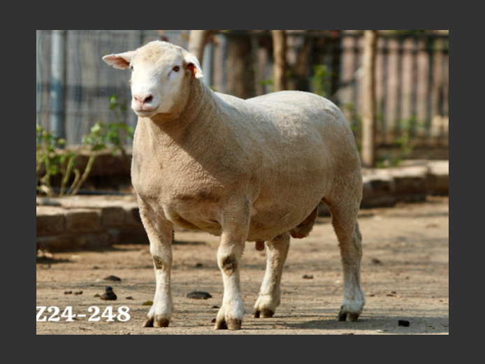 DZ 240248 | 2 STEYNS BOERDERY