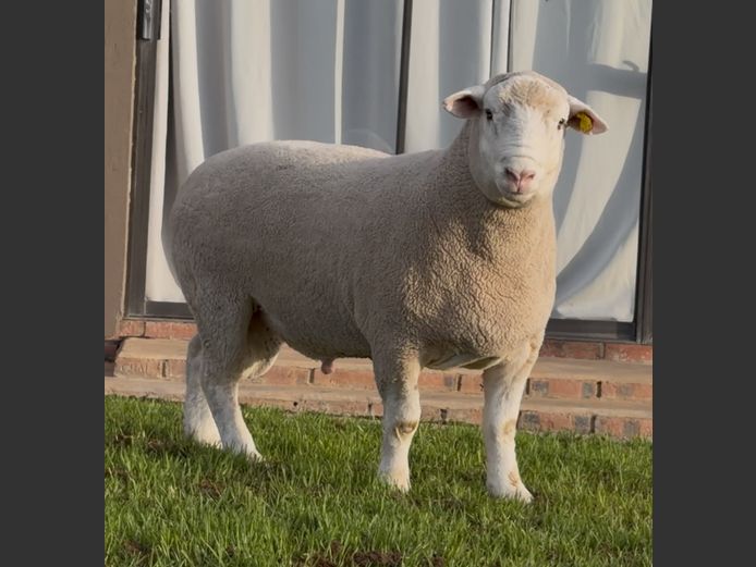 DH250154 | HEYMAN STUD FARM PTY LTD