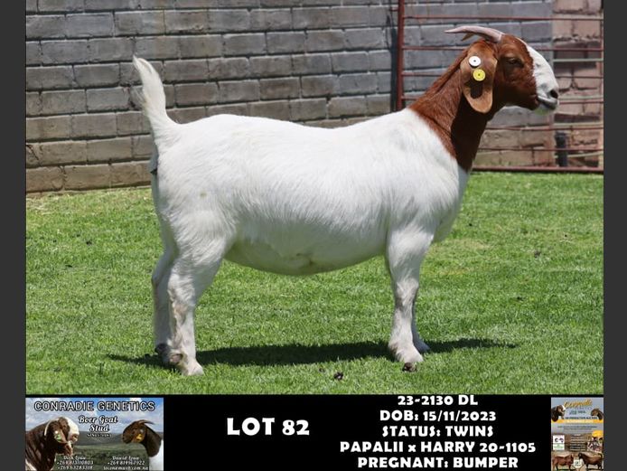 23-2130 DL | DAWID LOUW