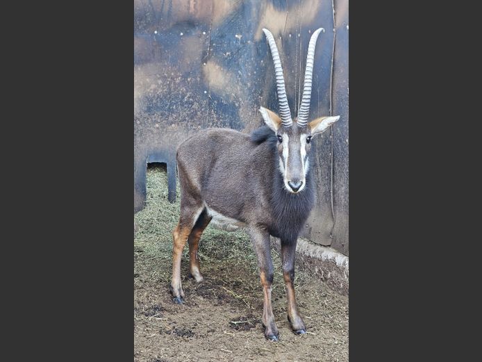 SABLE | LEBENKELE