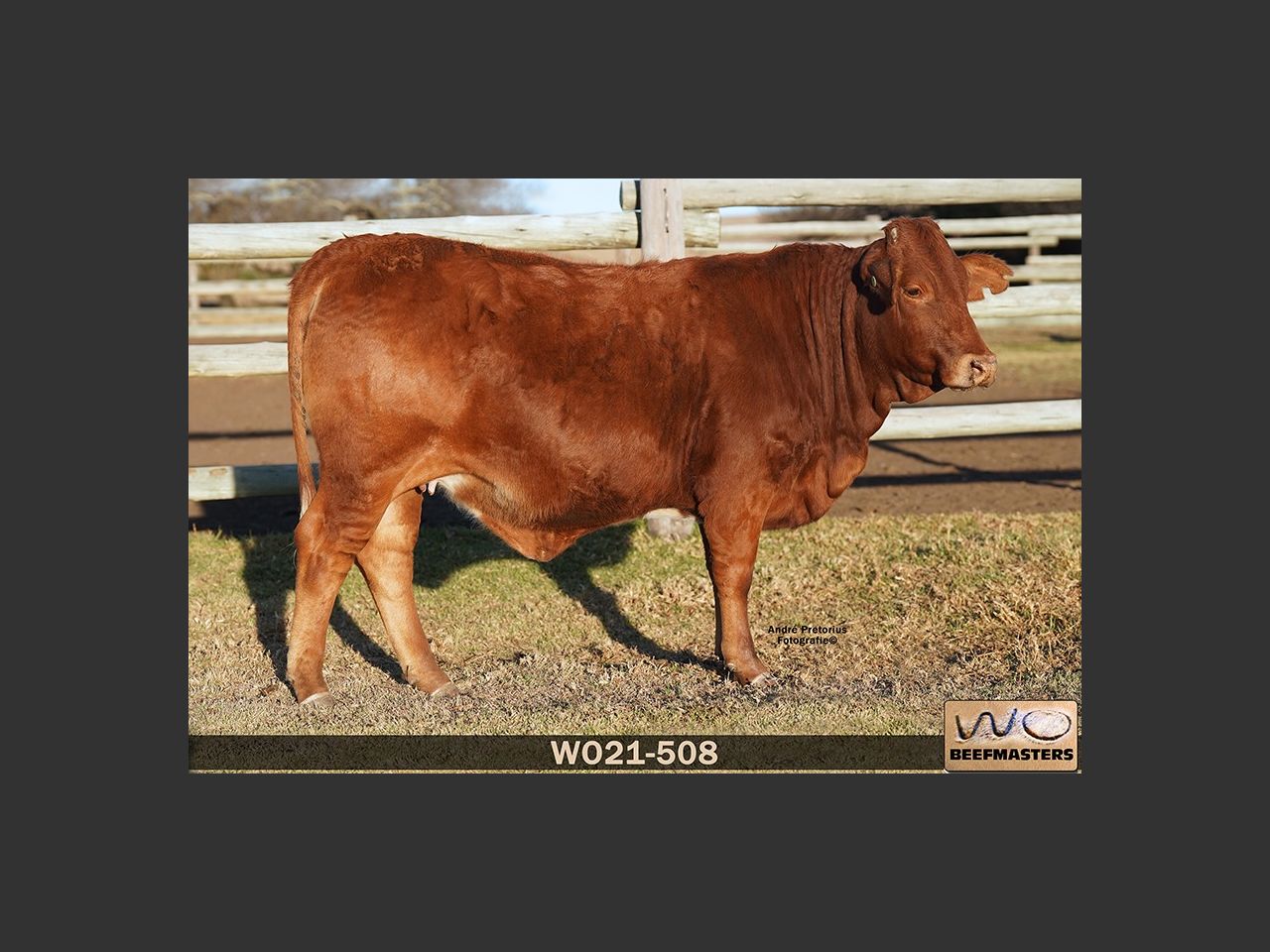 Lot 71 | NASIONALE BEEFMASTER VEILING | SwiftVEE | South Africa’s ...